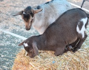 19th Apr 2025 - Goat Yoga