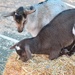 Goat Yoga
