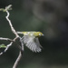 Japanese White Eye Taking Off