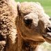 Mr. Camel