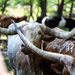 Texas Longhorn