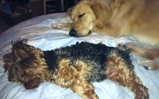 4th Feb 2011 - let sleeping dogs lie