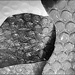 Mundane Bubble Wrap