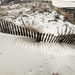 Paw-steps on the Dune
