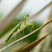 Preying Mantis