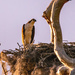 Osprey Watching Over the Nest!