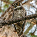 Great Horned Owl, Mom or Dad!