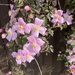 Clematis down the Lane