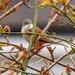Whitethroat