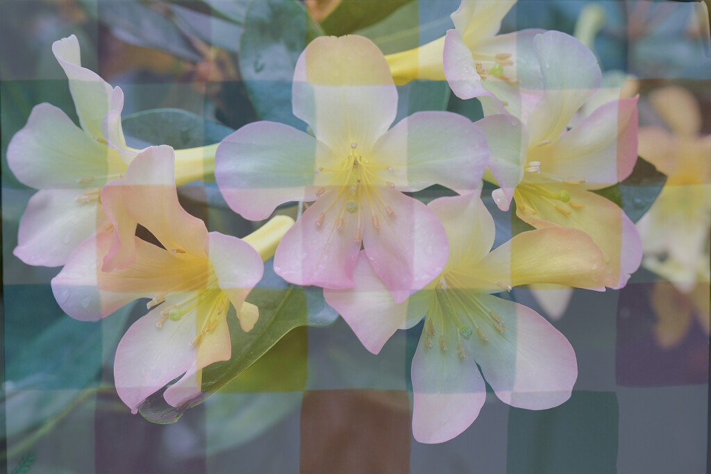 Softly pastel by dkbarnett