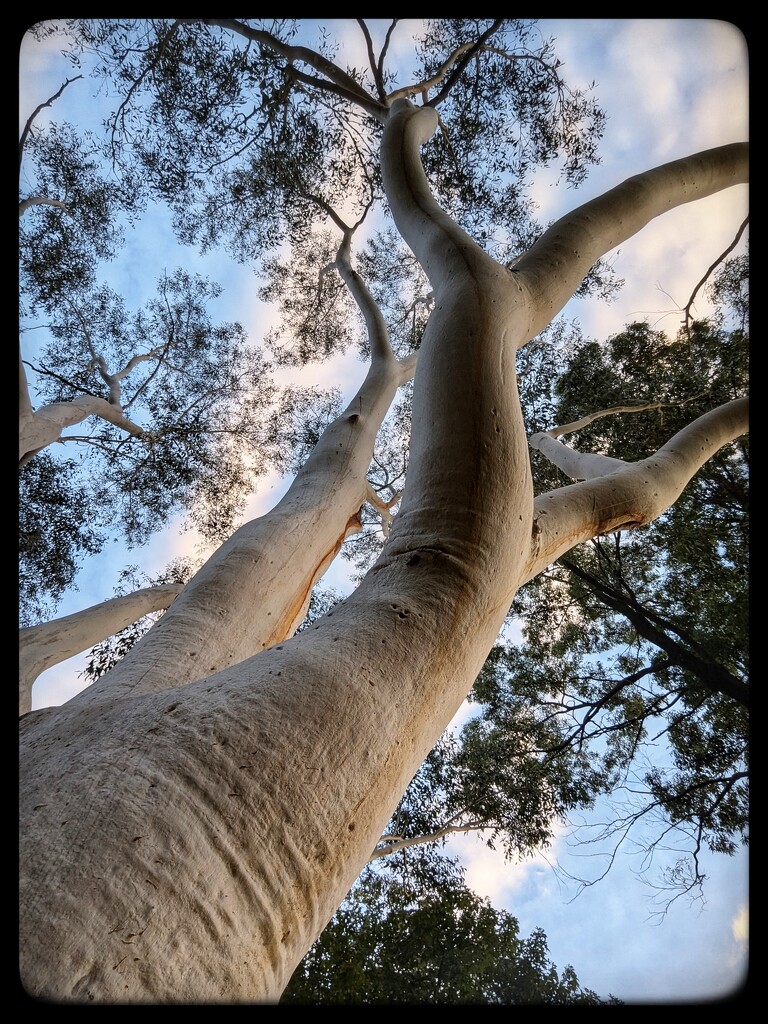 Towering Giant by elf