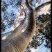 Towering Giant