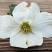 Dogwood blossom... by marlboromaam
