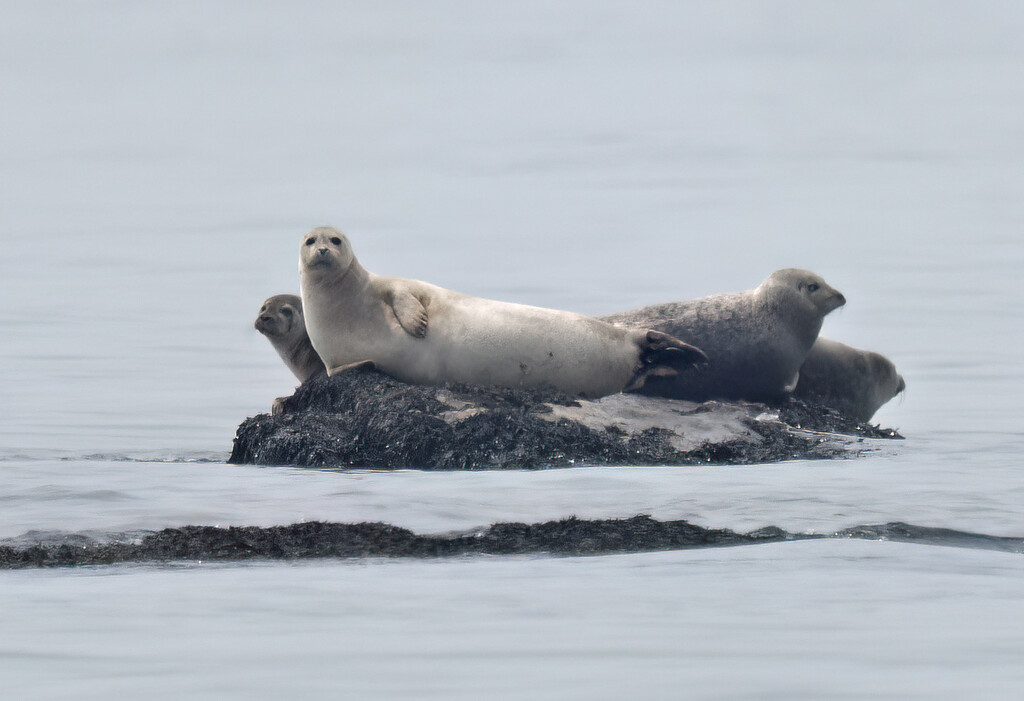 Chillin' by mccarth1