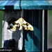 Hanging onto the feeder