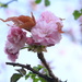 Cherry Blossom~~~~~