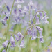 Blubes by 30pics4jackiesdiamond