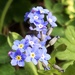 Forget-me-Nots by 365anne