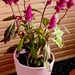 Red Celosia.