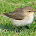 Chiffchaff
