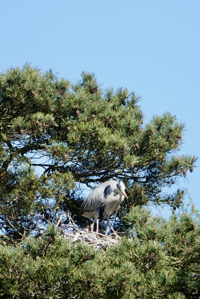 Grey Heron by phil_sandford