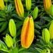 Lily Buds