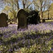 Cemetery in bloom by pattyblue
