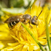 covered in pollen