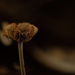 30 days of fungi by koalagardens