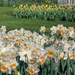 Spring flowers at the Botanics by sarah19