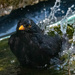 Bath time for the blackbird