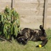 Stretchycat