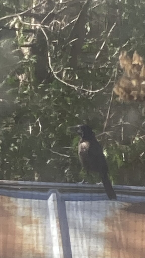 I Think It's a Grackle by spanishliz