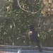 I Think It's a Grackle