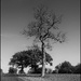 20 - Filigree Branches