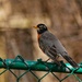 American Robin