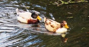 21st Apr 2025 - A Pair Of Beautiful Ducks ~