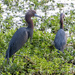 Little Blue Herons