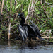 Savannah NWR Anhinga