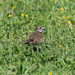 Skippers Killdeer by timerskine