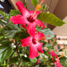 4 18. Hibiscus 