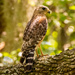 Red Shouldered Hawk Checking Things Out!