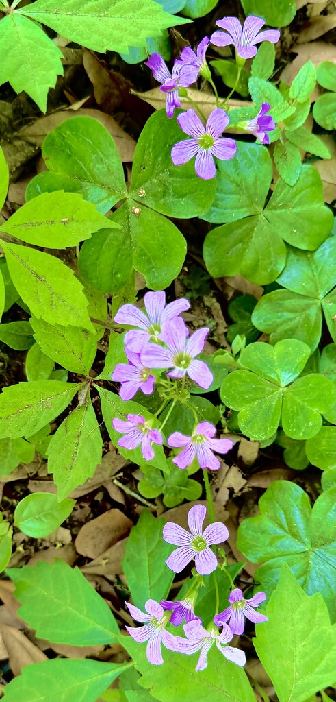 Pink woodsorrel  by congaree