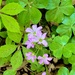 Pink woodsorrel 