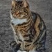 Queen Olive by 30pics4jackiesdiamond