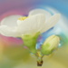 White quince