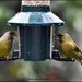 Beaks full by rosiekind