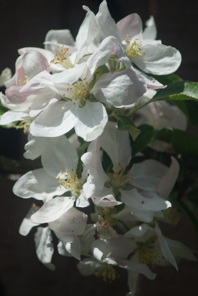Apple Blossom by 365projectmaxine