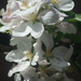 Apple Blossom