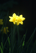 19th Apr 2025 - Last of the Daffodils